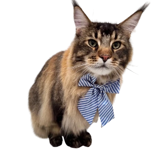 Top cat grooming packages store in USA for Gentle, Stress-Free Cat Care and Better Coat Health