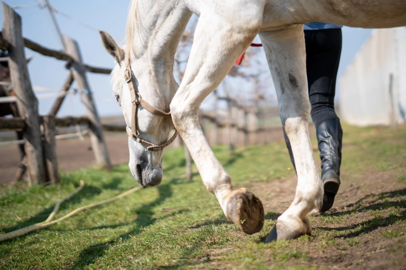 What to Look for in an Equine Joint Supplement for DSLD in Horses