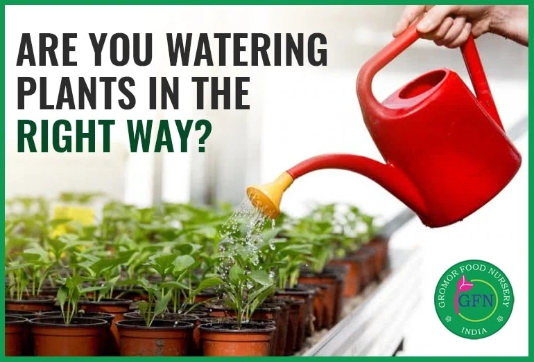 Are you watering plants in the right way?