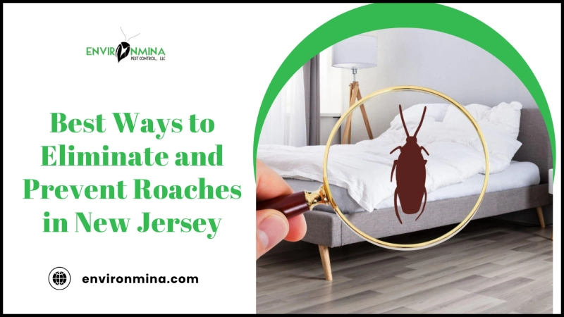 Best Ways to Eliminate and Prevent Roaches in New Jersey