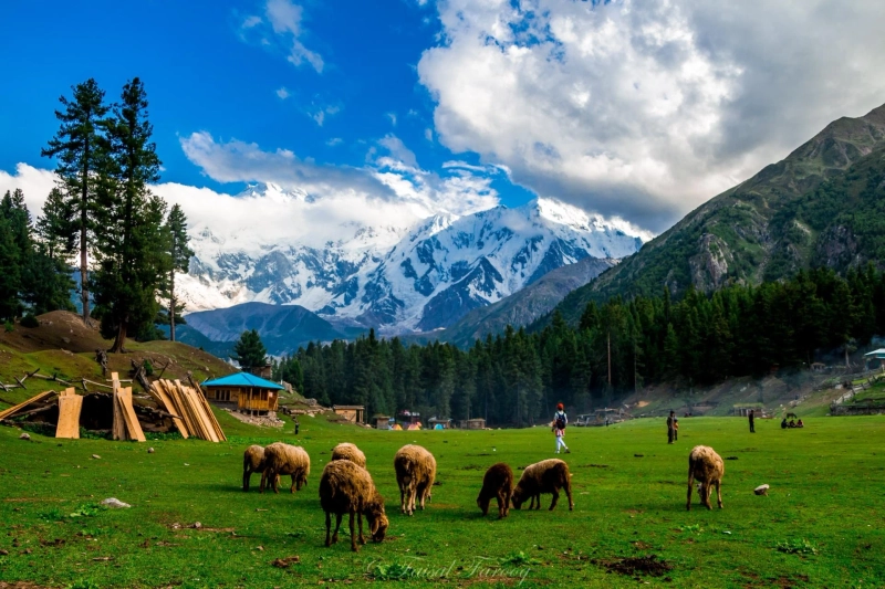 Fairy Meadows Tour A Journey to Pakistan’s Most Peaceful Paradise