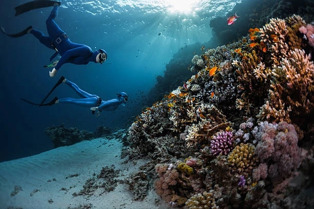 Discover Your Next Adventure: Freediving Jobs Await!