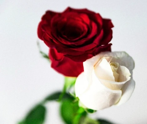 White and Red Flowers for the Holidays