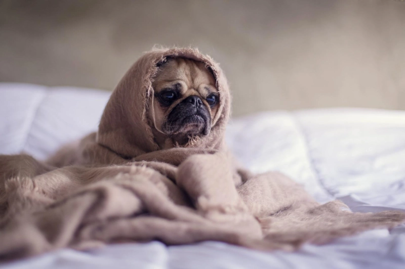 Stress and Sleep: What’s the Correlation?