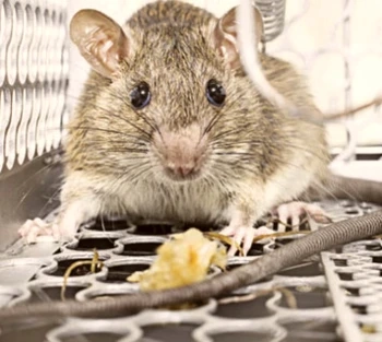 The Key to Effective Rodent Control in All Kinds of Properties