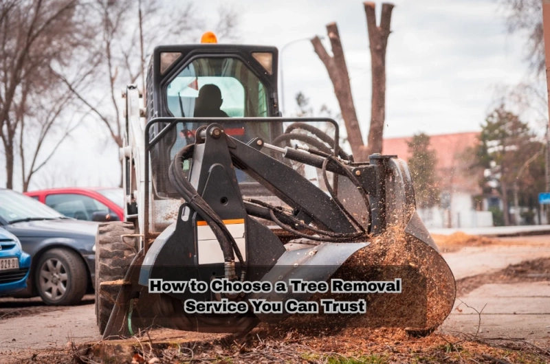 How to Choose a Tree Removal Service You Can Trust