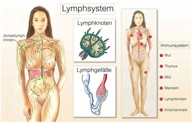 Lymphoma Market Insights: Key Trends and Opportunities