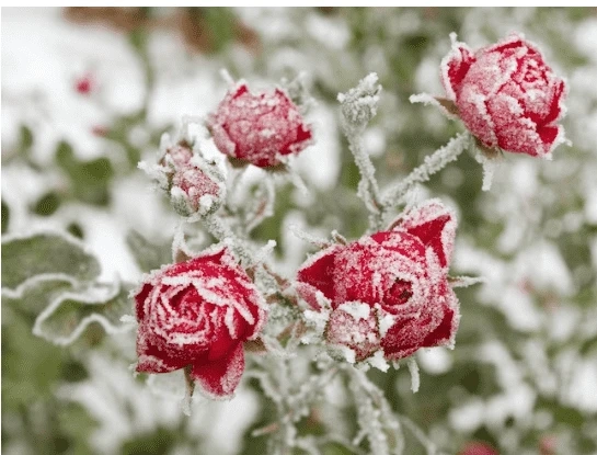 Beautiful Flowers That Flourish All Winter