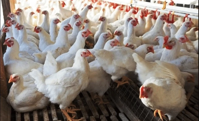 How to get update about Broiler Rate on daily basis?