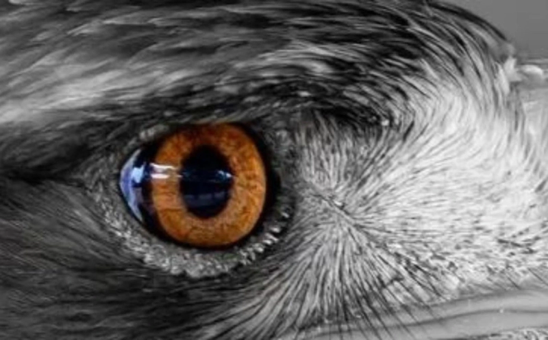 The Latest Research on Eagle Eyesight: What Scientists Are Discovering Now