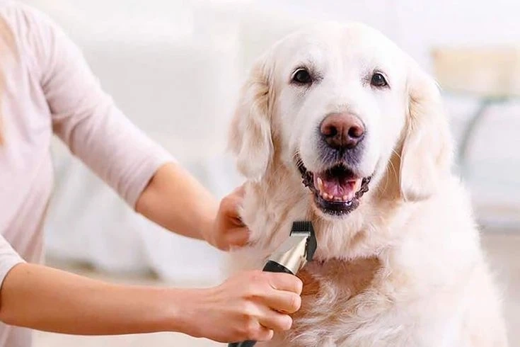 Pets Salon Abu Dhabi, Get Affordable Dog Grooming and Cat Grooming Services