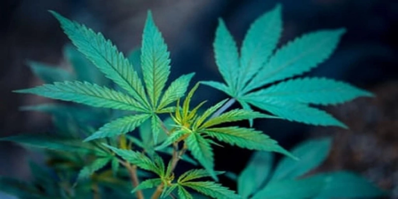 Cannabis Consumer Behavior: Why Is It so Important?
