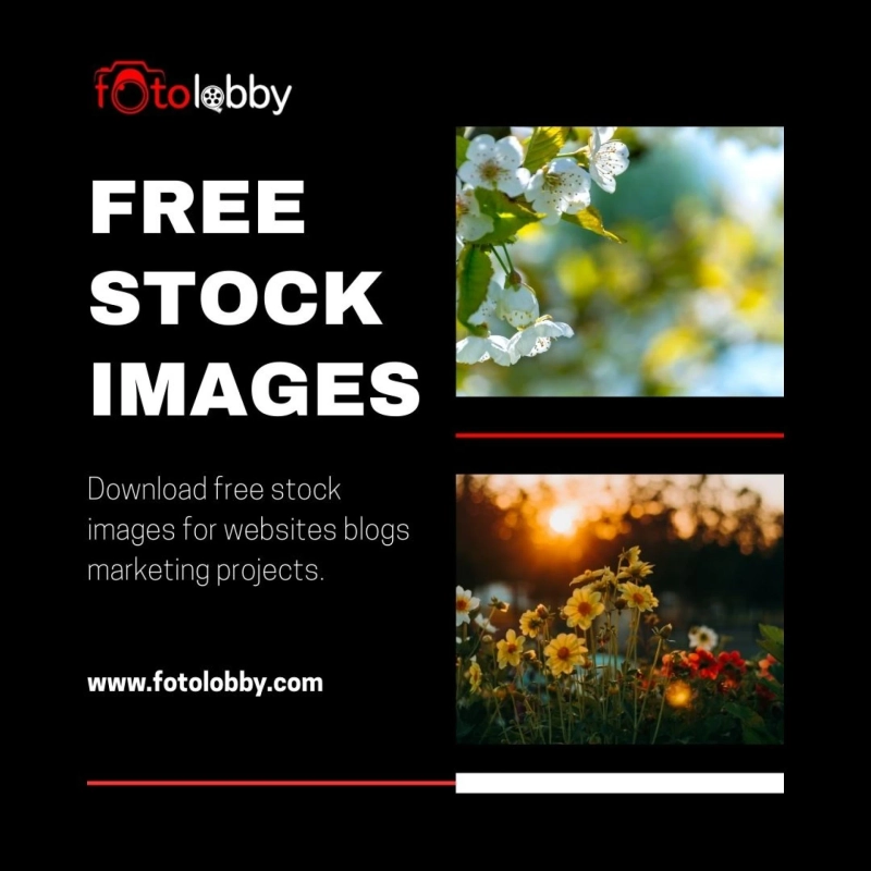 Free Stock Images: Adding Context and Clarity to Your Content