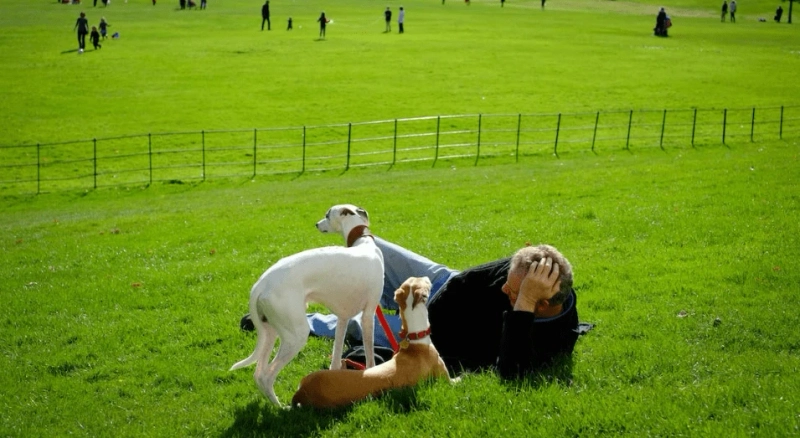 A Complicated Tail - How Pets Are Influencing the Real Estate Market