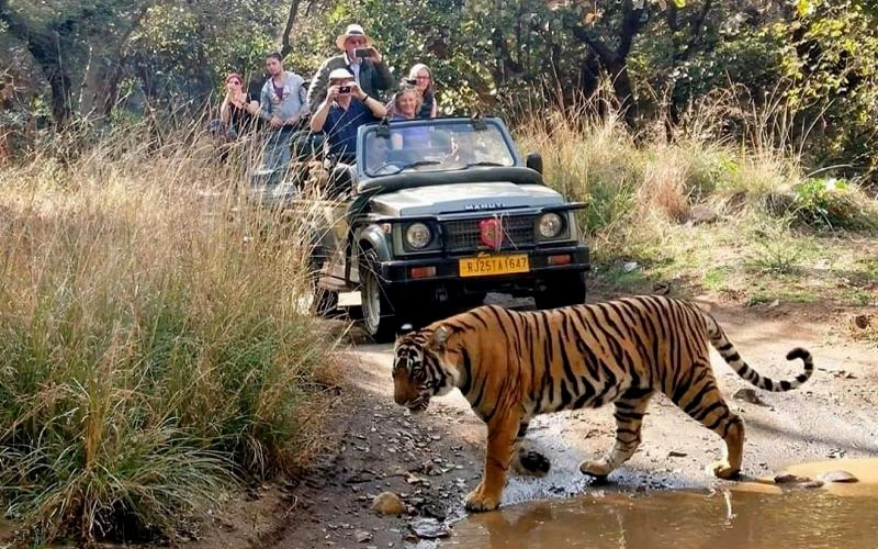 Sightseeing in Ranthambore: Jeep Safaris & Historical Highlights