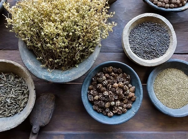 Why Plant-Based Medicine Is Gaining Credibility in Healthcare