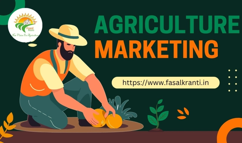 Paddy Farming: Techniques, Challenges, and Modern Solutions for Higher Yield 