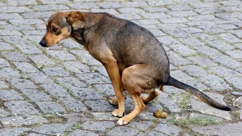 Chronic Diarrhea in Dogs: Causes, Symptoms, and Treatment