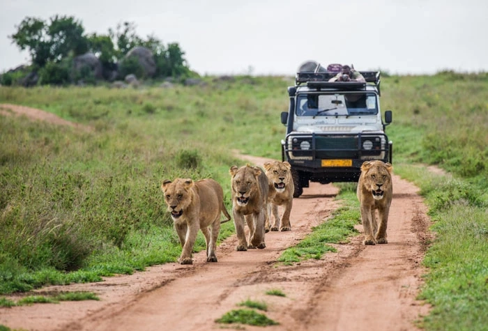 Which time is the best to go for Ranthambore Safari?