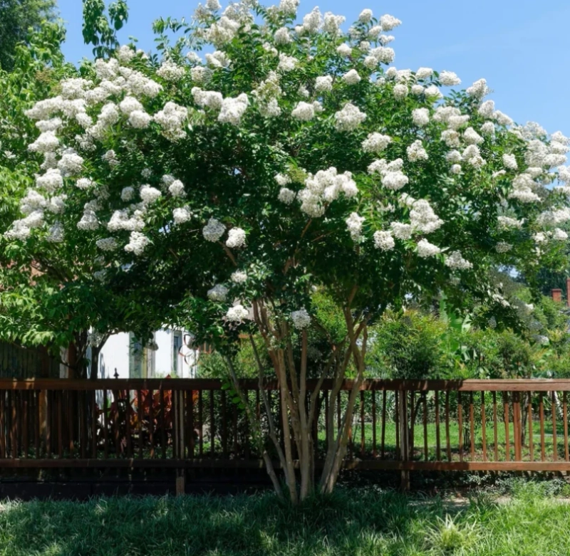 Dogwood Trees Explained: Choosing the Right Variety for Your Yard Title