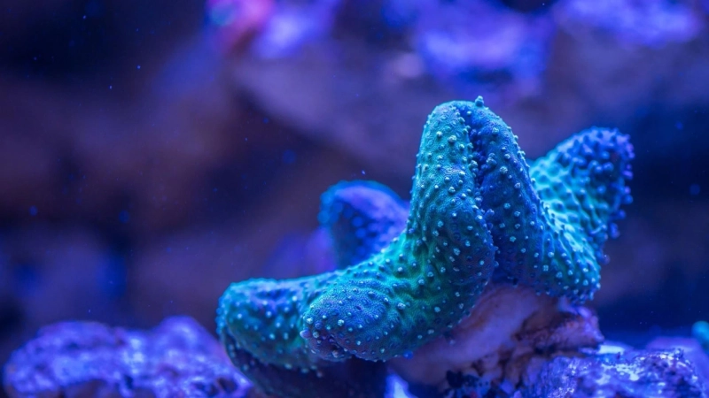 Accessing rare and healthy corals through online platforms