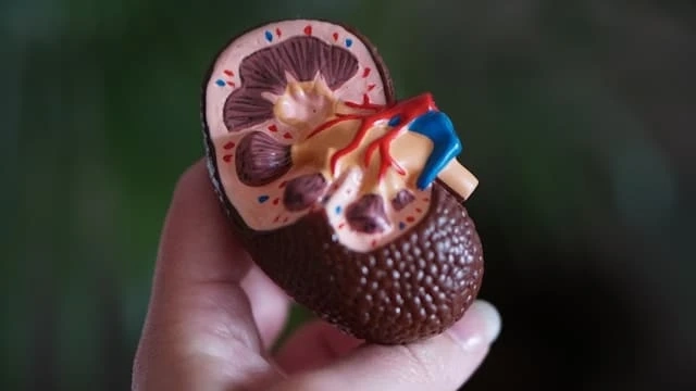 6 Causes of Kidney Diseases & How to Treat Them