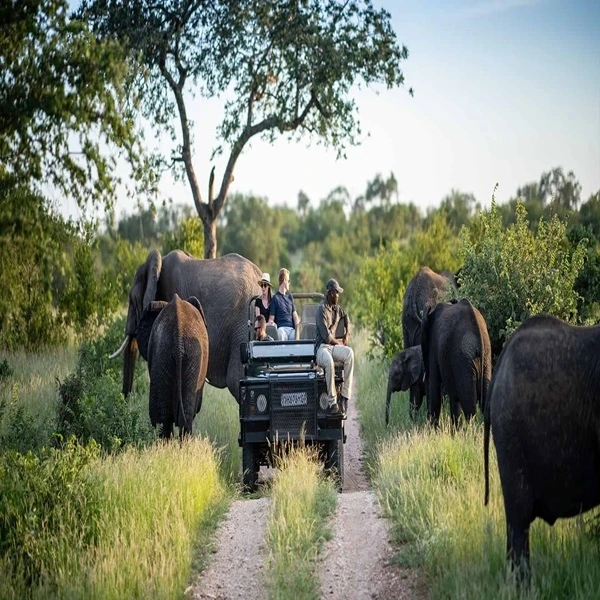 How to Book a Safari and Which Tour Company to Book Through: My Top Recommendation (East Africa)