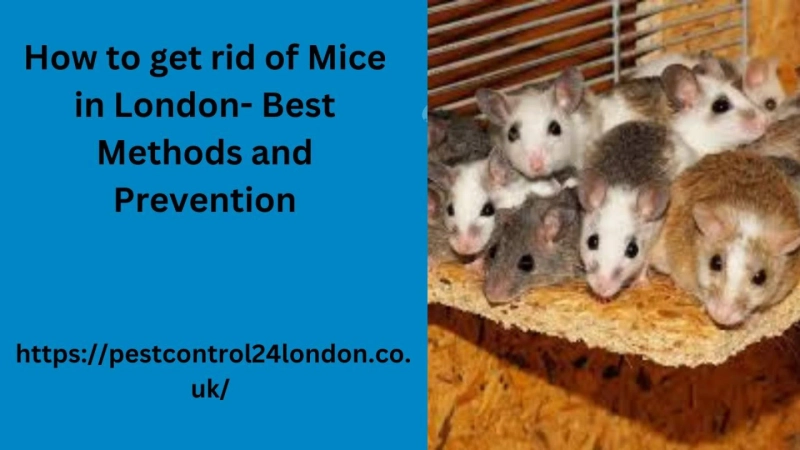 How to get rid of Mice in London- Best Methods and Prevention
