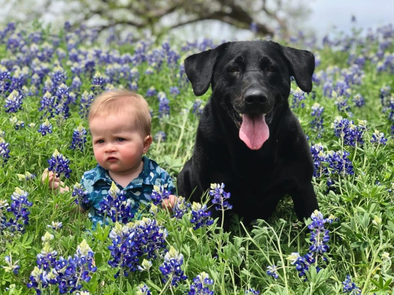 Exploring The Bond Between Children And Canines In Literature