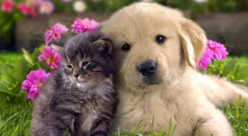 Quality Pet Care at a Fair Price