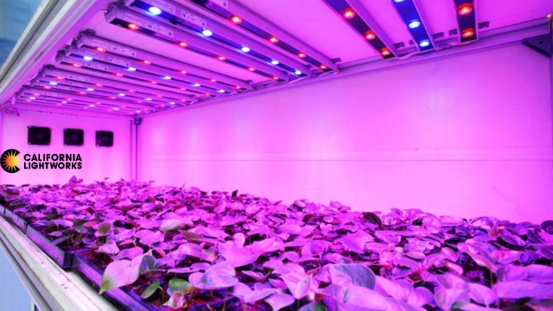What Makes the Best LED Grow Lights in 2025
