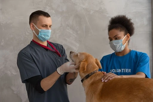 5 Major Types of Dog Hereditary Diseases