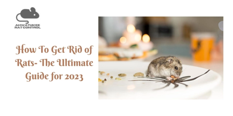 How To Get Rid of Rats- The Ultimate Guide for 2023