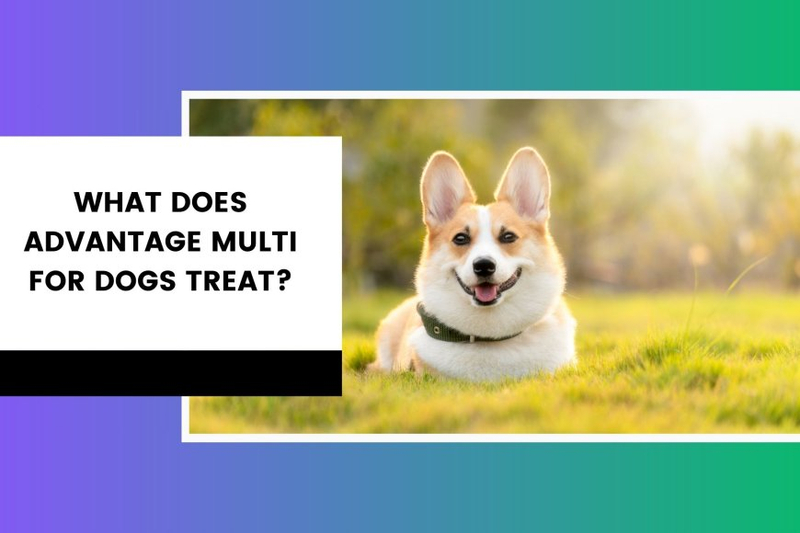 What does Advantage Multi for Dogs Treat?