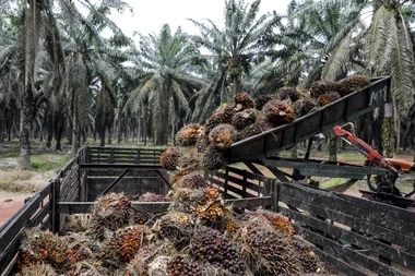 Unlocking the Potential: Indonesia's Palm Oil Export