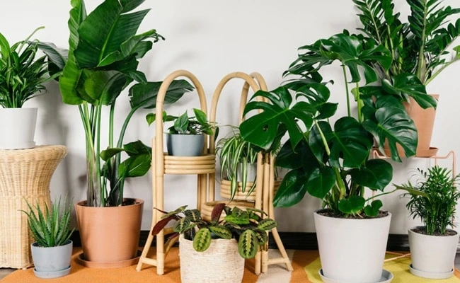 5 Reason Why You Should Buy Plants Online