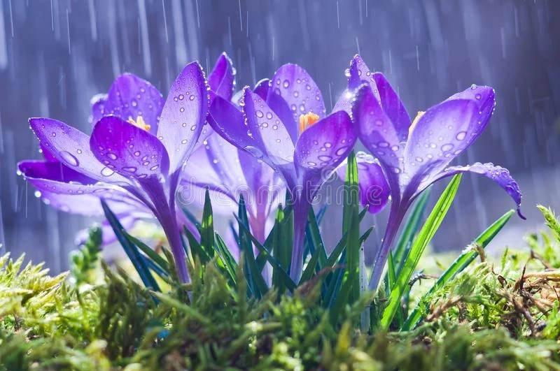 Flowers For Ever Feelings