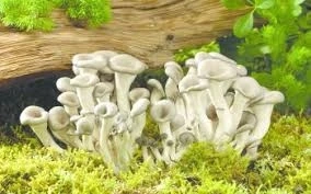 Golden Teacher Mushroom - How to Cultivate the Golden Teacher Mushroom
