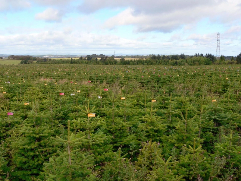 Wholesale Christmas Trees Distributor in UK: Supplying Festive Quality Nationwide