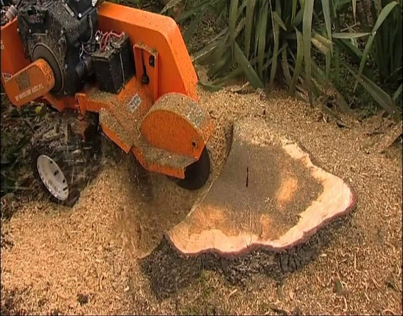 Here are 10 things to look out for when you hire professional tree service providers