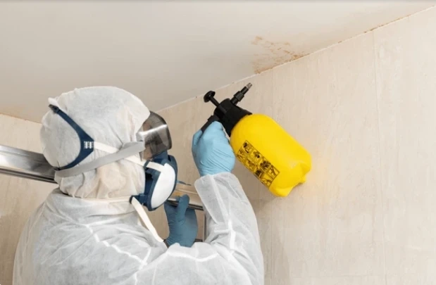 Mold Damage Restoration in Davie, FL: Understanding the Mold Restoration Process Step-by-Step