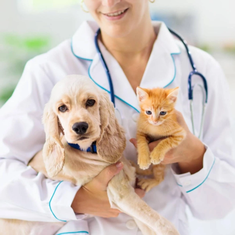 Top 5 Common Health Issues in Pets and How Veterinary Services in Dubai Can Help