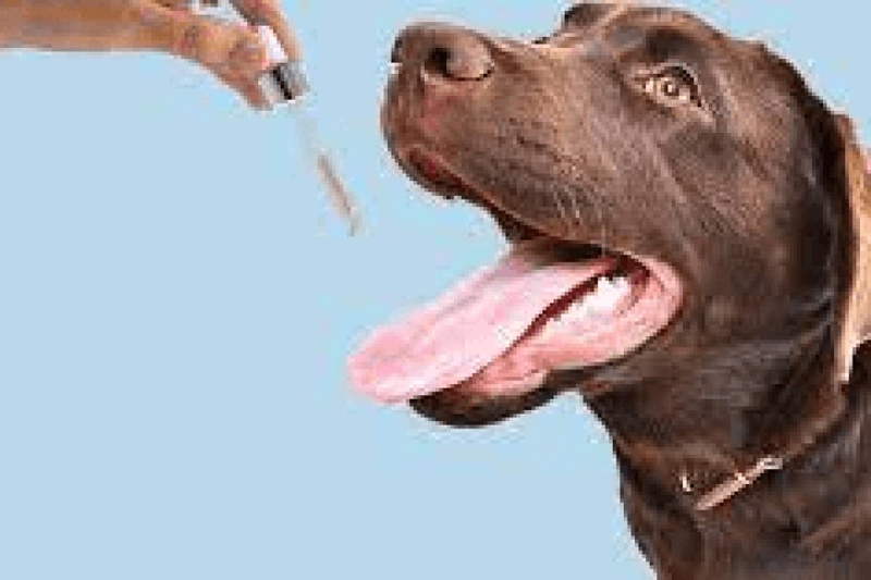 Holistic Healing: Harnessing CBD Oil For Pets Wellbeing