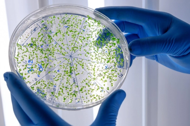 Exploring the Science Behind Hcp Antibodies and Their Role in Immunology