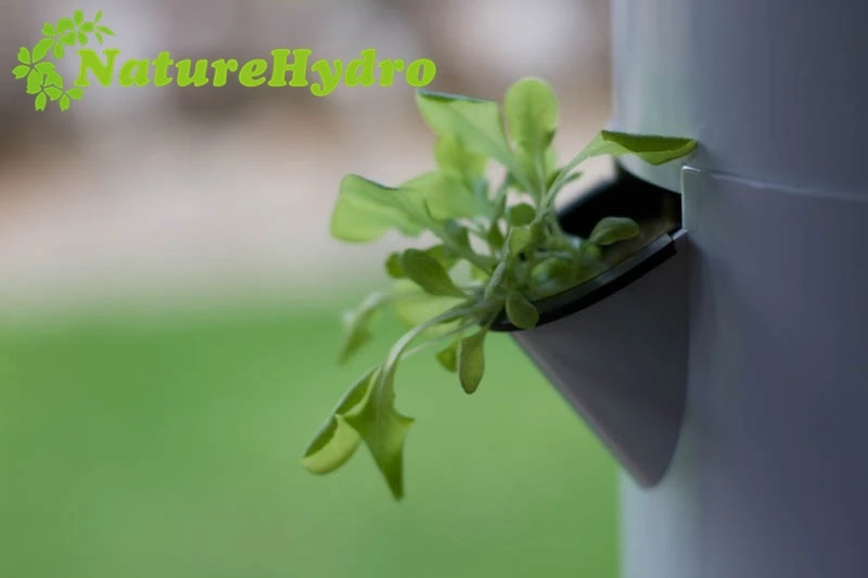 What to do about dead tomato seedlings in early winter in solariums?