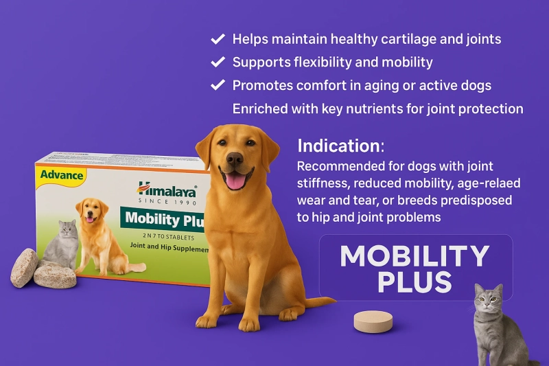 Draft: Mobility Plus Tablets for Dogs: A Comprehensive Guide to Joint Health Support 🐾