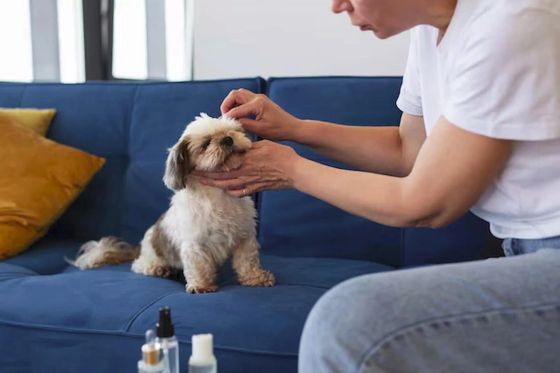 The Ultimate Guide to Flea Treatment for Dogs