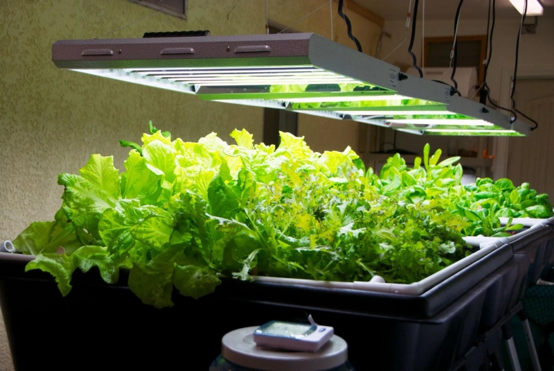 Can LED Grow Lights Replace Natural Sunlight?