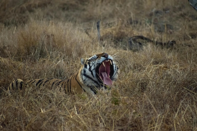 From Dusk to Roar: Top Tiger Tours in India Experiences