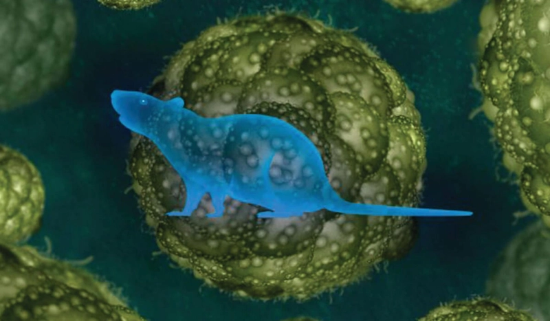What Are the Benefits of Using Xenograft Models in Drug Testing?